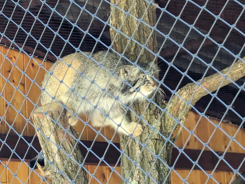イフラヴァ動物園のマカルーの写真