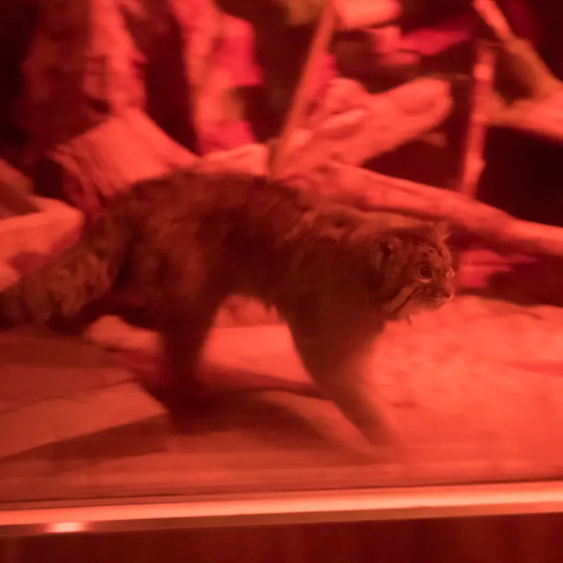 恩賜上野動物園のナイマの写真