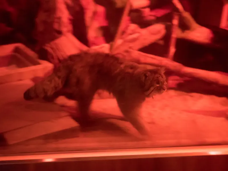 恩賜上野動物園のナイマの写真