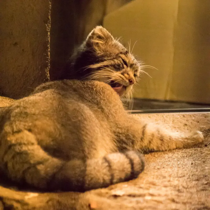 野毛山動物園のフィーガの写真