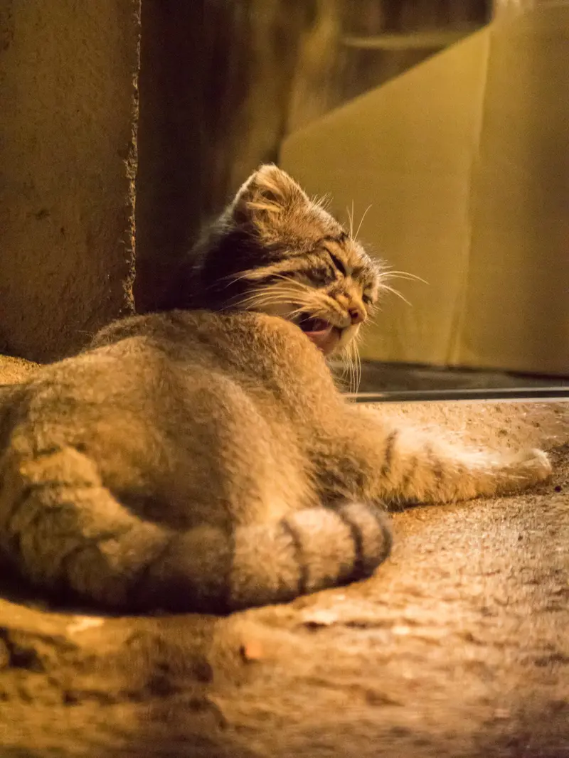 野毛山動物園のフィーガの写真