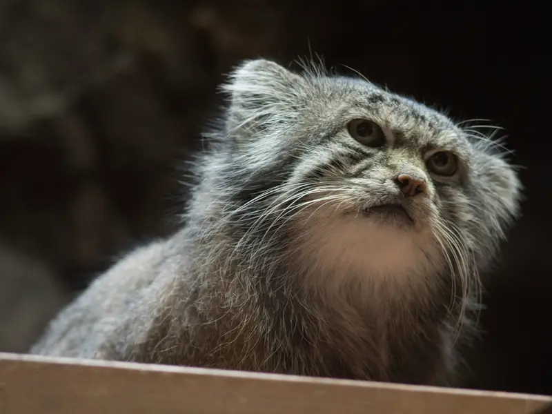 恩賜上野動物園のクリョンの写真