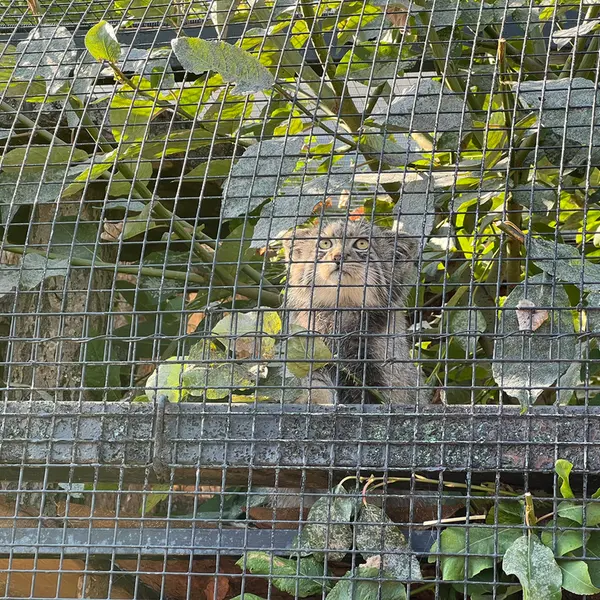 レニングラード動物園のシューの写真
