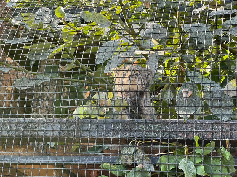 レニングラード動物園のシューの写真
