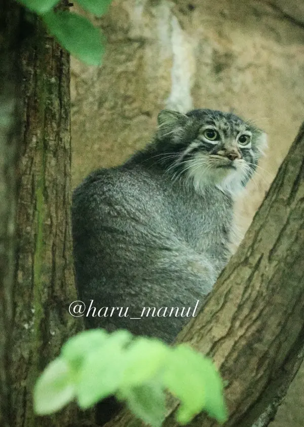 那須どうぶつ王国のアブリコースの写真