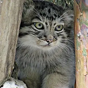 ノヴォシビルスク動物園のコソグラジクの写真