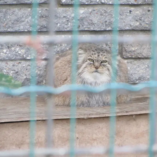 マクデブルク動物園のマヌエラの写真