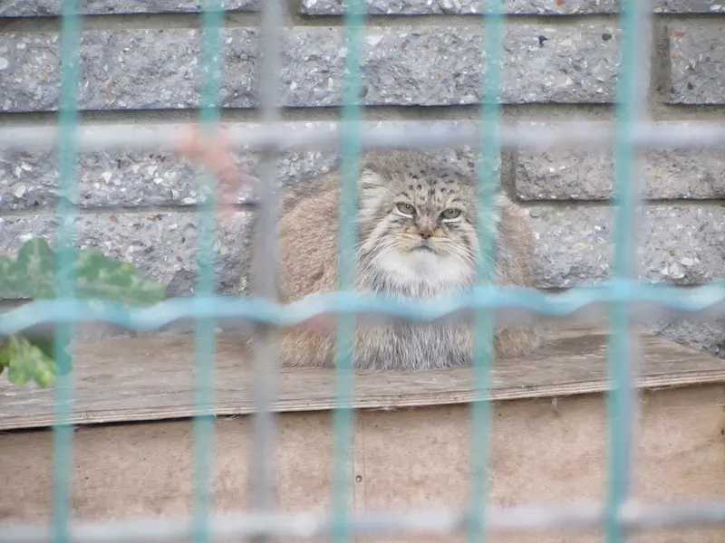 マクデブルク動物園のマヌエラの写真