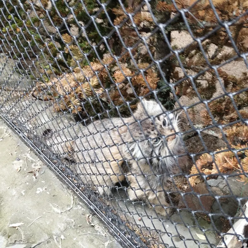 ノヴォシビルスク動物園のゼレノゴルスクの写真
