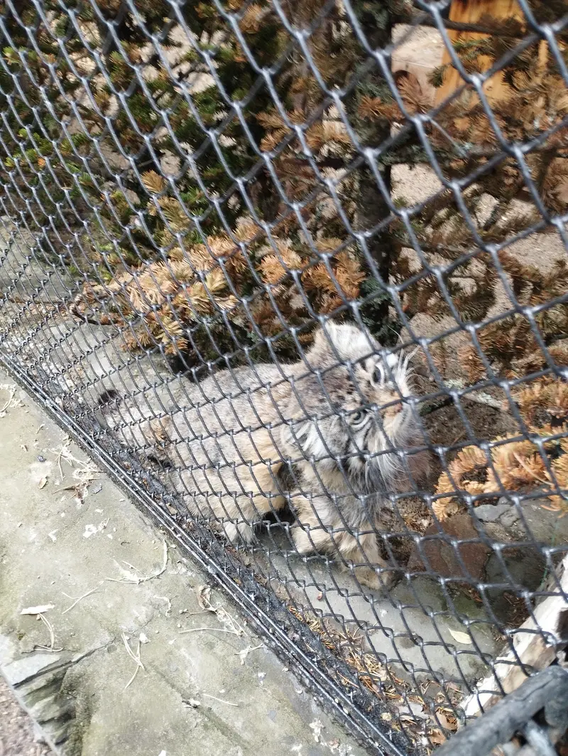 ノヴォシビルスク動物園のゼレノゴルスクの写真
