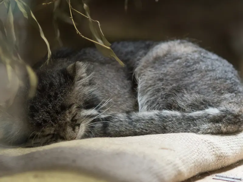 恩賜上野動物園のクリョンの写真