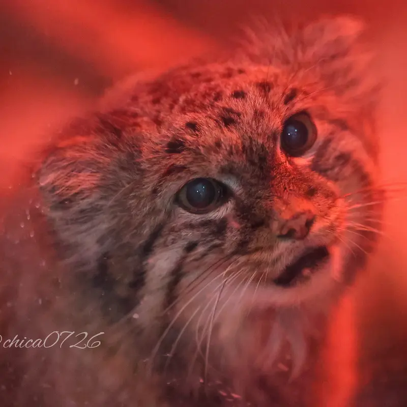 恩賜上野動物園のナイマの写真