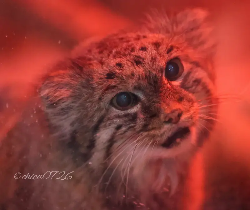 恩賜上野動物園のナイマの写真
