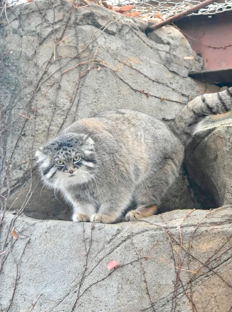 神戸市立王子動物園のイーリスの写真
