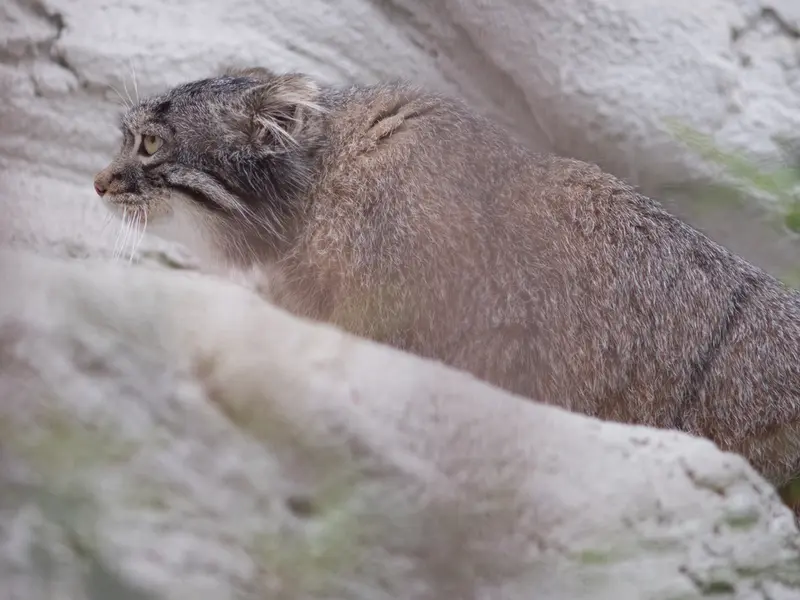 野毛山動物園のフィーガの写真