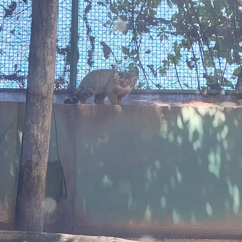 ブダペスト動物園＆植物園のマヌルネコの写真