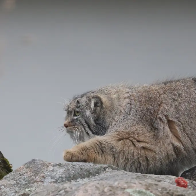 コルケアサーリ動物園のアルカスの写真
