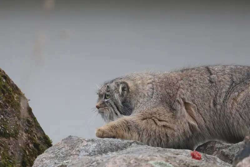 コルケアサーリ動物園のアルカスの写真