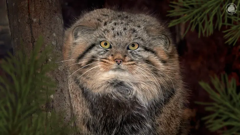 レニングラード動物園のシューの写真