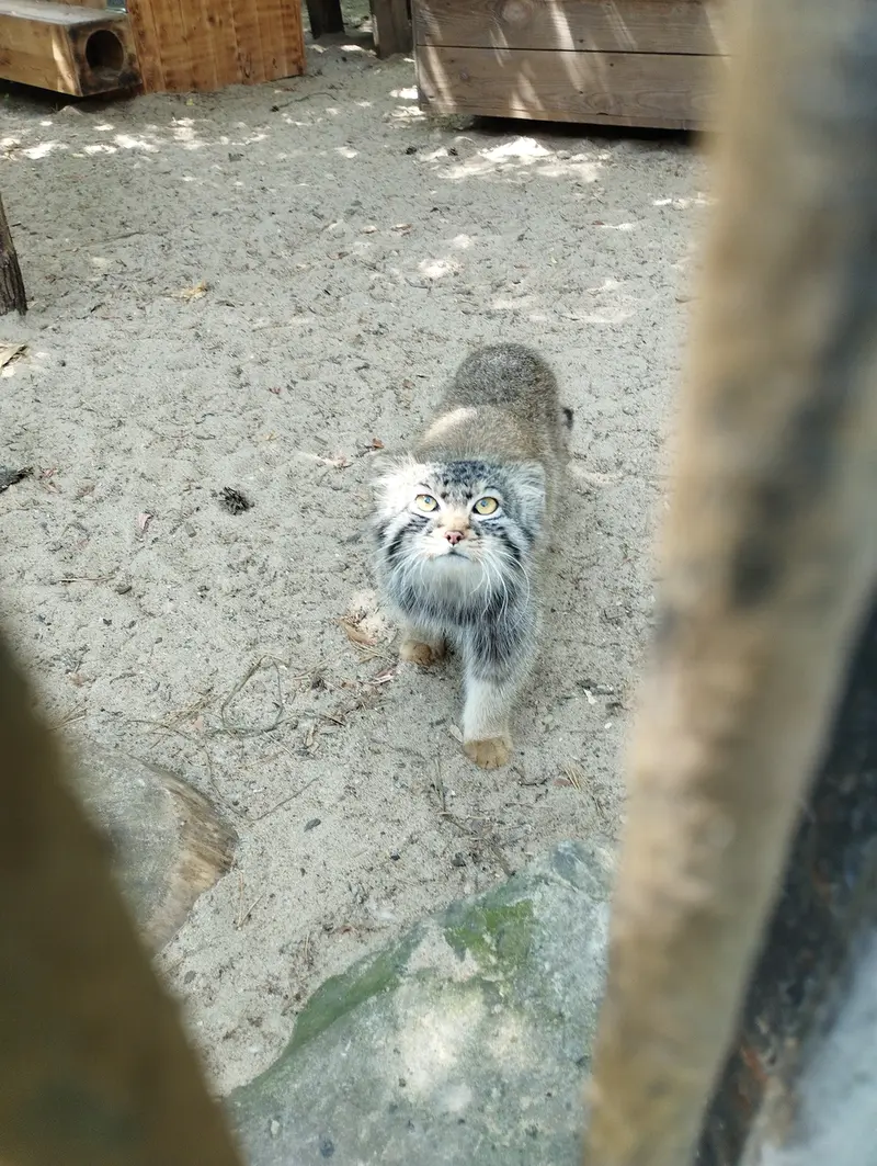ノヴォシビルスク動物園のマヌルネコの写真