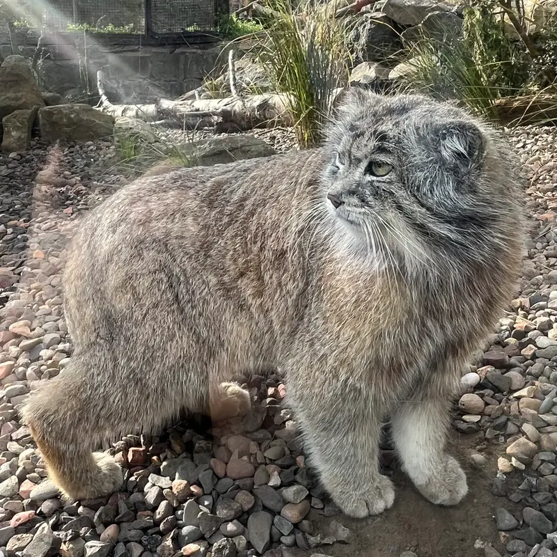 エディンバラ動物園のアキコの写真
