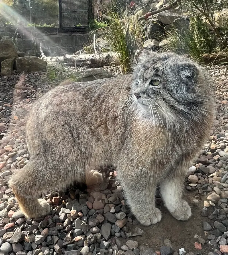 エディンバラ動物園のアキコの写真