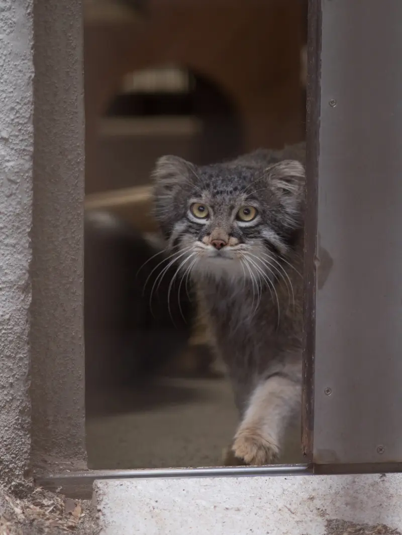 野毛山動物園のフィーガの写真