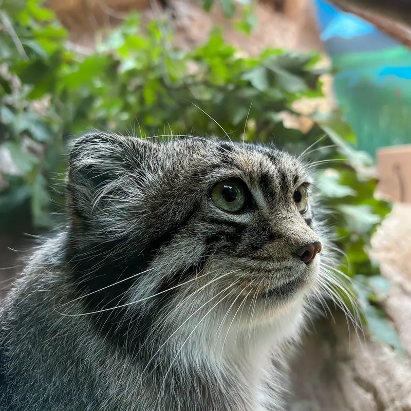 Birmingham Zooのバタールの写真