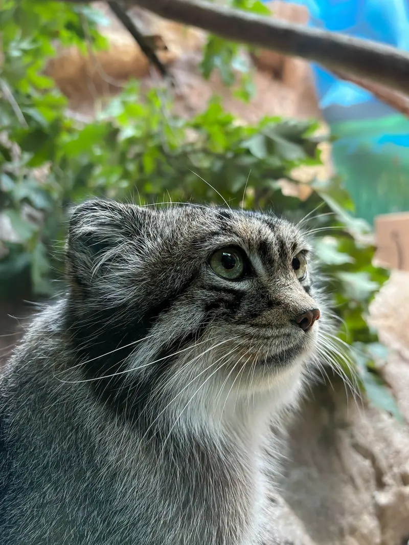 バーミンガム動物園のバタールの写真