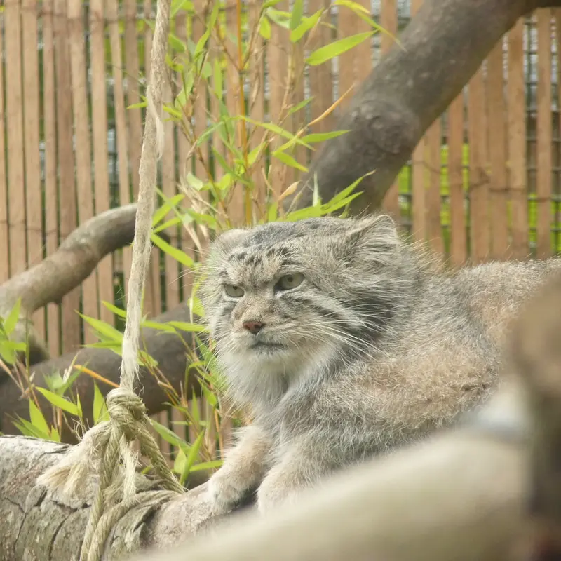 エディンバラ動物園のアキコの写真