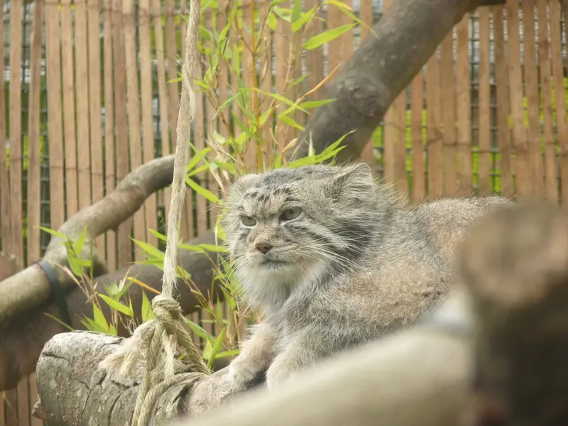 エディンバラ動物園のアキコの写真