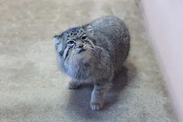 埼玉県こども動物自然公園のタビーの写真