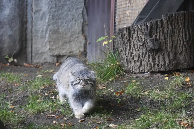 モスクワ動物園のティモフェイの写真