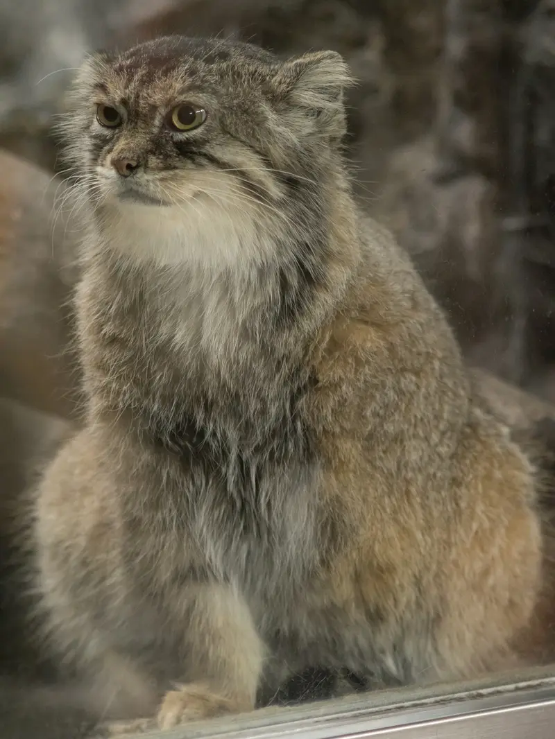 恩賜上野動物園のプリームラの写真