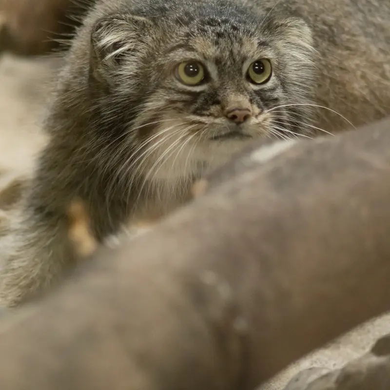 恩賜上野動物園のサフランの写真