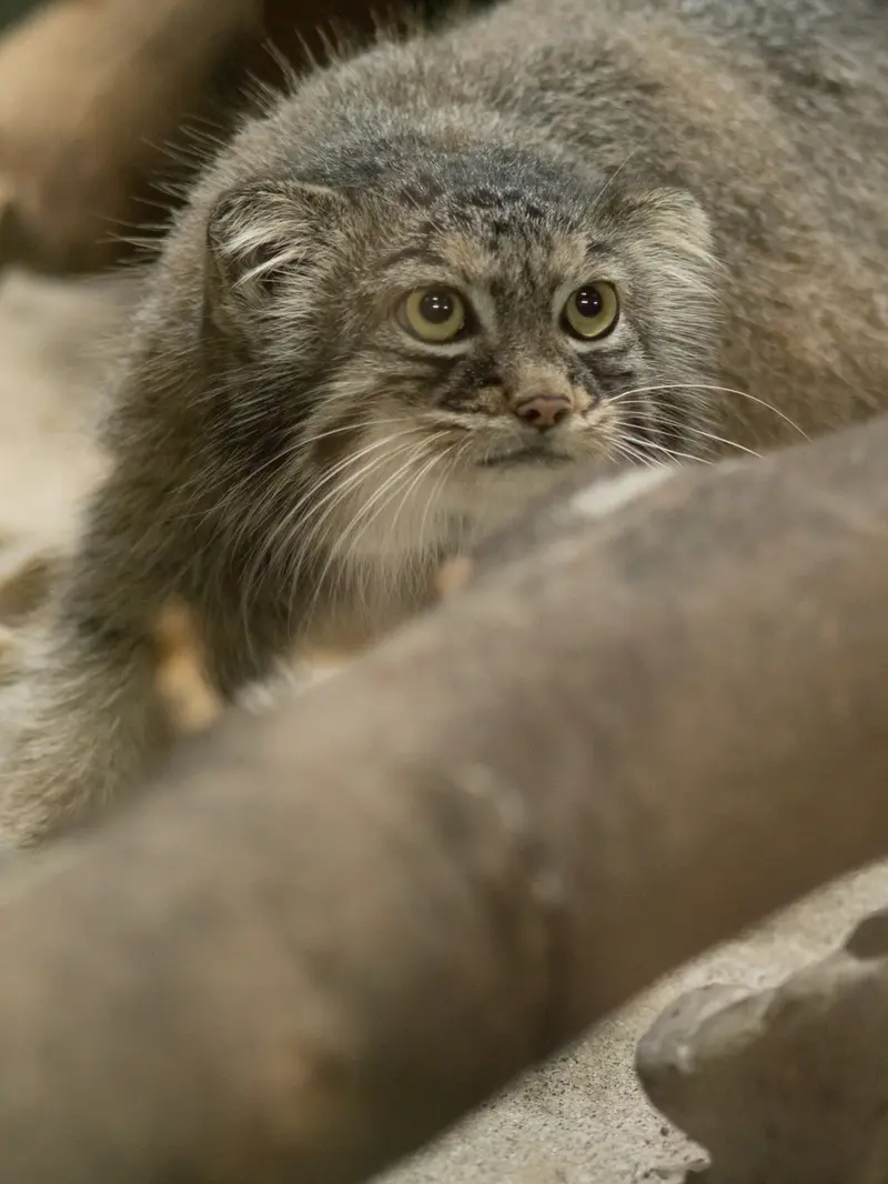 恩賜上野動物園のサフランの写真