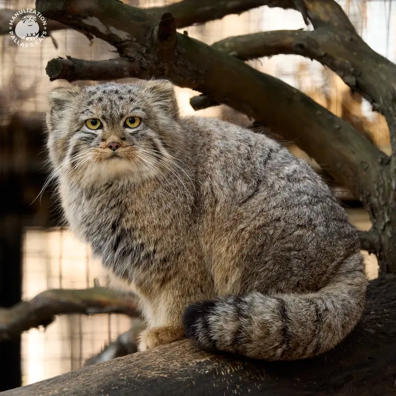 ノヴォシビルスク動物園のロロの娘 2024 Ⅴの写真