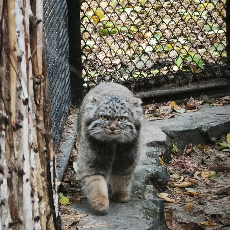 ノヴォシビルスク動物園のアデルの娘（2026年生まれ）Ⅱの写真