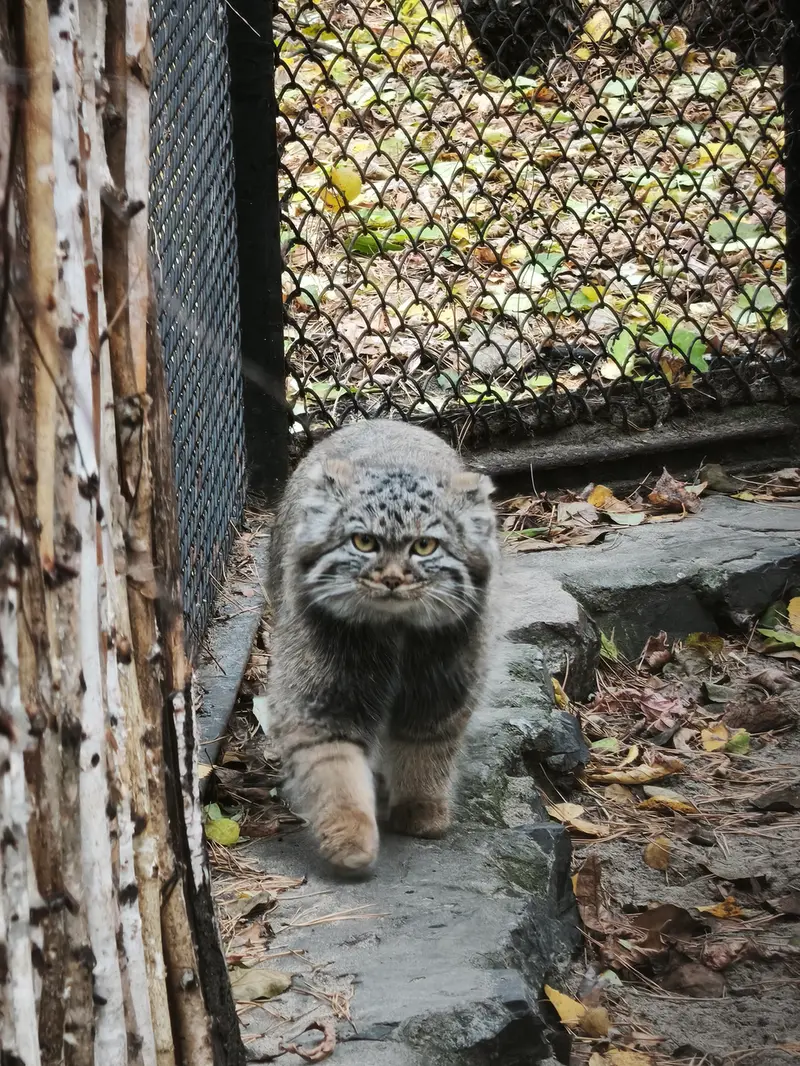 ノヴォシビルスク動物園のアデルの娘（2026年生まれ）Ⅱの写真