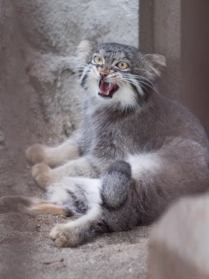 野毛山動物園のフィーガの写真