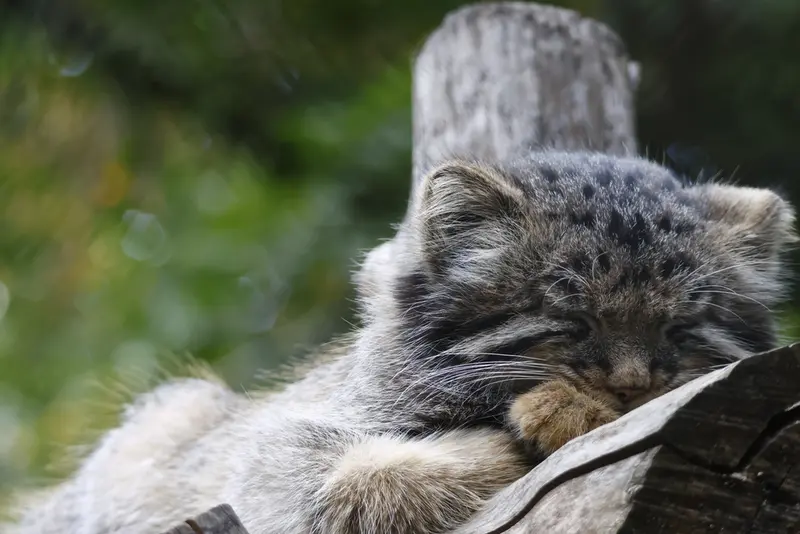 ノヴォシビルスク動物園のマヌルネコの写真
