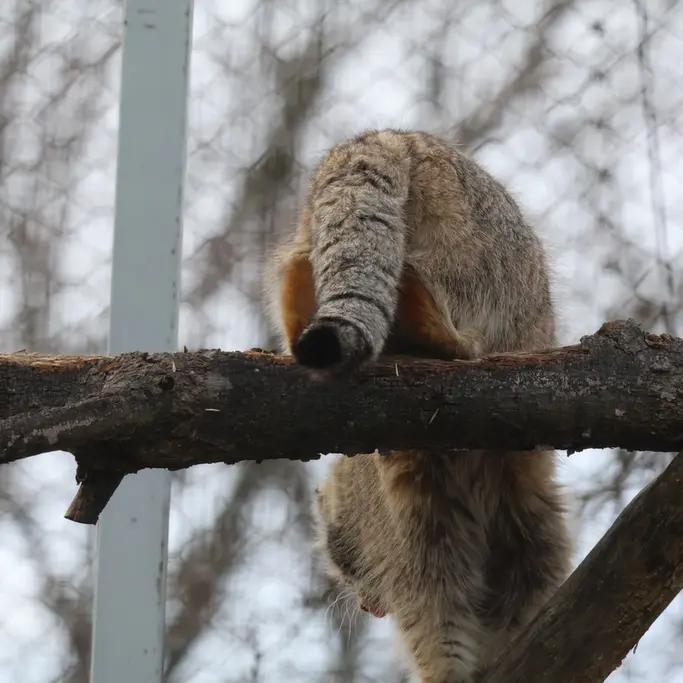 コルケアサーリ動物園のアルカスの写真