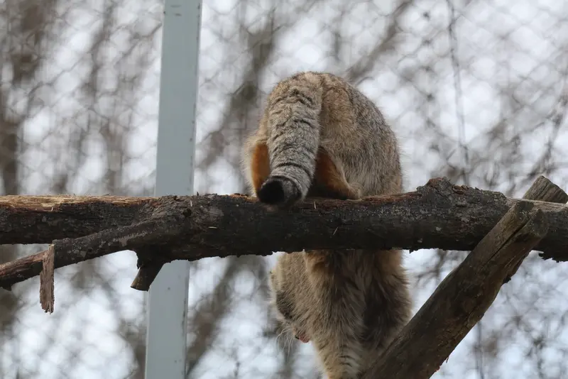 コルケアサーリ動物園のアルカスの写真