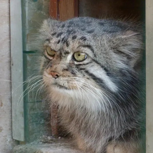 バルナウル動物園「レースナヤ・スカースカ」のチップの写真