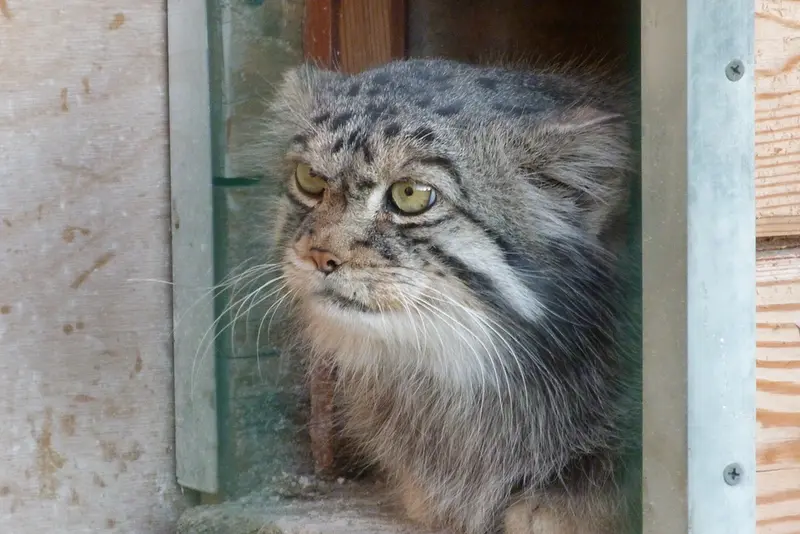 バルナウル動物園「レースナヤ・スカースカ」のチップの写真