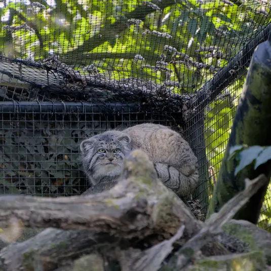 ロッテルダム動物園のノルブの写真