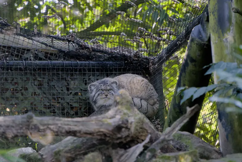 ロッテルダム動物園のノルブの写真