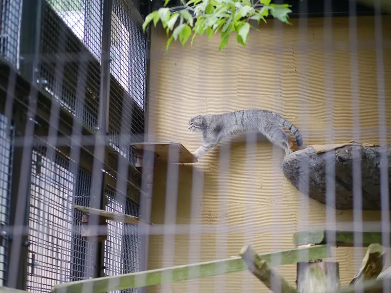 旭山動物園のヒデの写真