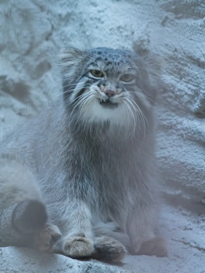 野毛山動物園のフィーガの写真