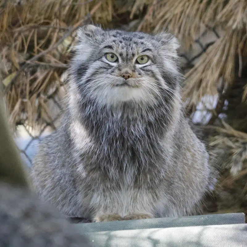 ノヴォシビルスク動物園のスネジンカの写真